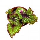 Big Bang Begonia Rex 6Ch Pink Tail