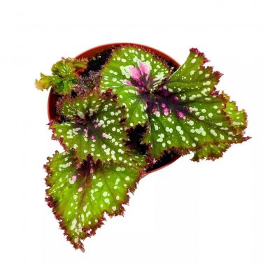Big Bang Begonia Rex 6Ch Pink Tail