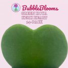 Hoya Kerrii Green Heart 24-Pack 2Ch Single Leaf No Node Sweetheart Mother'S D