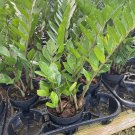 Zz Plant Zamioculcas Zamiifolia 6"" Pot Healthy Aroid Palm Eternity Plant