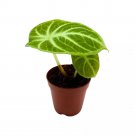 Alocasia Ninja 2Ch Rare Alocasia Black Velvet Ninja Starter Tiny Mini Pixie