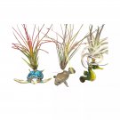 Tillandsia Planted Hand Made Resin Sea Life Sculptures Hanging Assorted Set