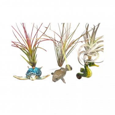 Tillandsia Planted Hand Made Resin Sea Life Sculptures Hanging Assorted Set