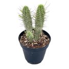 Euphorbia Mammillaris 4Ch Corncob Corkscrew Euphorbiadian Corn Cob Rar