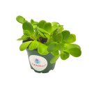 Jade Plant / 4Ch Crassula Ovata/Friendship Plant Money Plant Silver Dollar