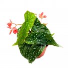 Tinker Bell Angel Wing Hybrid Cane Begonia 6Ch Green With White D