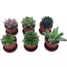 Teacup Succulent Assortment 1Ch Pots With Saucers Super Cute Best Gift