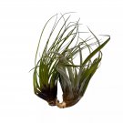 Large Tillandisa Assorment Set Of 2 Large-Sized Bare-Root Air  Ready To Mo