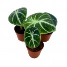 Alocasia Ninja 2Ch Set Of 3 Black Velvet Elephant Ear Tiny Mini Pixie Plant