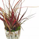 Mini Tillandsia Garden A Ceramic Pot Hand Crafted And Sculpted Air Plant G