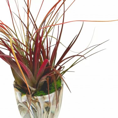 Mini Tillandsia Garden A Ceramic Pot Hand Crafted And Sculpted Air Plant G