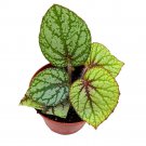 Begonia U309 4Ch Rhizomatous Begonia Rhizo Green White