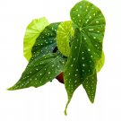 Spot On Angel Wing 6Ch Cane Begonia Bright Green White Polkadots