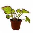 Leprechaun'S Kiss Begonia Begonia Rex 4Ch Pot Spi