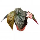 Tie Dye Angel Wing 6Ch Cane Begonia Silver Tip Pink Flower