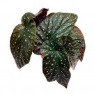 Yin And Yang Angel Wing Hybrid Cane Begonia 6Ch Pink Polkadots Bl