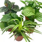 Premium Foliage Assortment 5 Different Leafy House   4Ch Pots