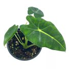 Alocasia Micholitziana Velvet Elvis 4Ch