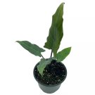 Alocasia Lauterbachiana 4Ch Purple Sword Silver Baroque Elephant Ear