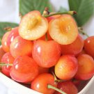 Yellow Jamaican Cherry Tree Muntingia