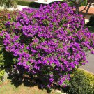 4" Pot Variegated Purple Princess Glory Plant