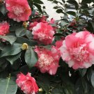 Faith Variegated Unique Bloom Camellia Japonica Live Starter