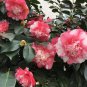 Faith Variegated Unique Bloom Camellia Japonica Live Starter