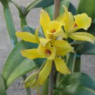 Vanilla Bean Orchid Live Starter Plant