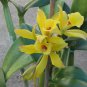 Vanilla Bean Orchid Live Starter Plant