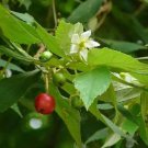 Jamaican Cherry aka Strawberry Tree Muntingia rooted Starter Plant