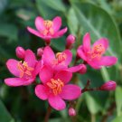 WATERMELON PINK Dwarf Jatropha Starter Plant