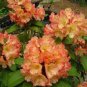 HONEY BUTTER~Azalea Rhododendron Rhododendron Starter Plant