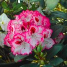 CHERRY CHEESECAKE~Azalea Rhododendron Rhododendron Starter Plant