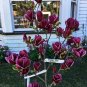 Genie~Magnolia Hybrid Tree~Deep Plum purple 1 Gallon Pot