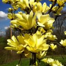BUTTERFLIES Magnolia Hybrid Tree Vivid Yellow Fragrant Blooms 20-28
