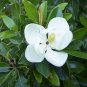 Kay Parris Evergreen Southern Magnolia Grandifolia 20-28 inch