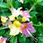 Pink & Yellow Azalea Rhododendron Hybrid STARTER Plant