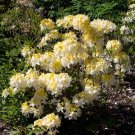 NORTHERN HI LIGHTS Rhododendron Hybrid STARTER Plant