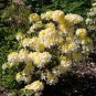 NORTHERN HI LIGHTS Rhododendron Hybrid STARTER Plant
