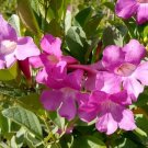 Saritaea magnifica Glow Vine Rooted STARTER Plant