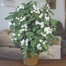 4" Pot Madagascar Variegated Jasmine