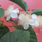 Barbie Pink Guava starter plant