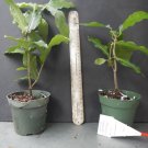 4"pot QUEENS WREATH Petrea volubilis