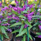 Happy Wanderer Hardenbergia Rooted STARTER Plant
