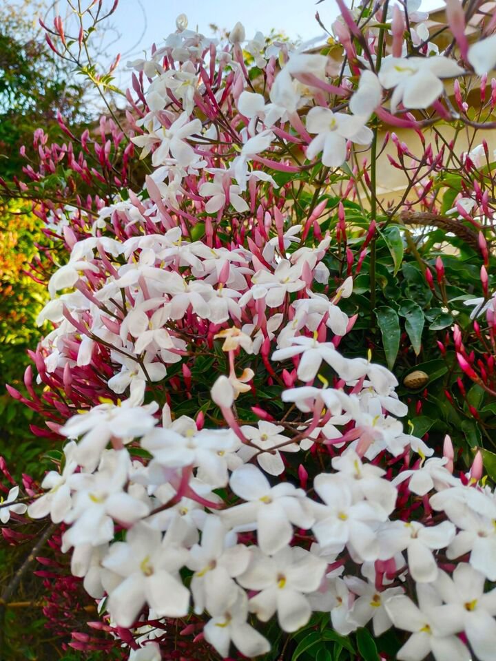 PINK JASMINE Jasminum Polyanthum STARTER Plant