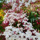 PINK JASMINE Jasminum Polyanthum STARTER Plant