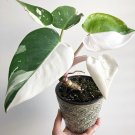 White Wizard Variegated Philodendron Starter Plant