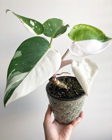White Wizard Variegated Philodendron Starter Plant