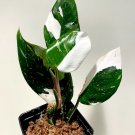 White Princess Variegated Philodendron Starter Plant