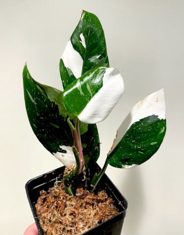 White Princess Variegated Philodendron Starter Plant